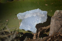 Natural Etched Blue Chalcedony Specimens  x 35 From Malawi