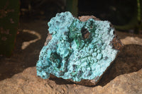 Natural Drusy Chrysocolla Dolomite Specimens x 2 From Likasi, Congo