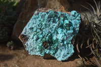 Natural Drusy Chrysocolla Dolomite Specimens x 2 From Likasi, Congo