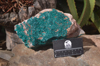 Natural Extra Large Emerald Dioptase Dolomite Specimen  x 1 From Likasi, Congo