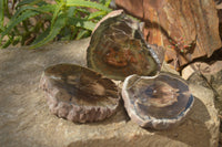 Polished Petrified Wood Slices x 3 From Gokwe, Zimbabwe