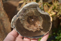 Polished Petrified Wood Slices x 3 From Gokwe, Zimbabwe