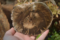 Polished Petrified Wood Slices x 3 From Gokwe, Zimbabwe