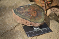 Polished Petrified Wood Slices x 3 From Gokwe, Zimbabwe