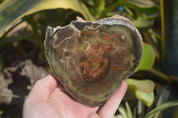 Polished Petrified Wood Slices x 3 From Gokwe, Zimbabwe