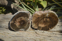 Polished Petrified Wood Slices x 3 From Gokwe, Zimbabwe