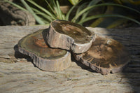 Polished Petrified Wood Slices x 3 From Gokwe, Zimbabwe