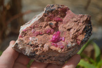 Natural Pink Salrose Cobaltion Dolomite Specimens x 6 From Kakanda, Congo