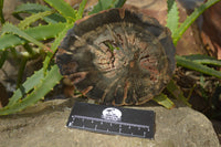 Polished Petrified Wood Slices x 6 From Gokwe, Zimbabwe