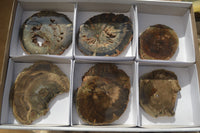 Polished Petrified Wood Slices x 6 From Gokwe, Zimbabwe