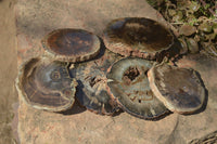 Polished Petrified Wood Slices x 6 From Gokwe, Zimbabwe