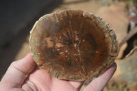 Polished Petrified Wood Slices x 6 From Gokwe, Zimbabwe