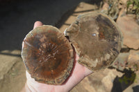 Polished Petrified Wood Slices x 6 From Gokwe, Zimbabwe