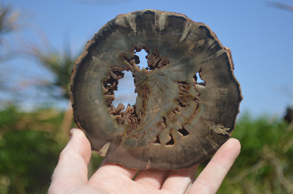 Polished Petrified Wood Slices x 6 From Gokwe, Zimbabwe