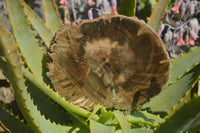 Polished Petrified Wood Slices x 6 From Gokwe, Zimbabwe