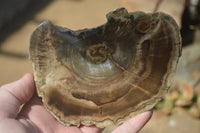 Polished Petrified Wood Slices x 6 From Gokwe, Zimbabwe