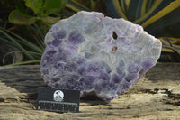 Polished Extra Large Amethyst Slice x 1 From Zambia