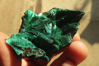 Natural Chatoyant Silky Malachite Specimens  x 12 From Kasompe, Congo