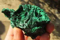 Natural Chatoyant Silky Malachite Specimens  x 12 From Kasompe, Congo