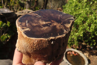 Polished Petrified Wood Slices x 3 From Gokwe, Zimbabwe