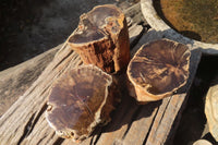 Polished Petrified Wood Slices x 3 From Gokwe, Zimbabwe