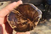 Polished Petrified Wood Slices x 3 From Gokwe, Zimbabwe