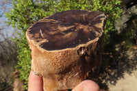 Polished Petrified Wood Slices x 3 From Gokwe, Zimbabwe