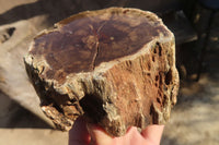 Polished Petrified Wood Slices x 3 From Gokwe, Zimbabwe