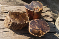 Polished Petrified Wood Slices x 3 From Gokwe, Zimbabwe