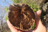 Polished Petrified Wood Slices x 3 From Gokwe, Zimbabwe