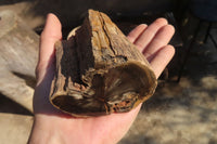 Polished Petrified Wood Slices x 3 From Gokwe, Zimbabwe