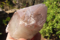 Natural Red Hematoid Quartz Specimens x 12 From Karoi, Zimbabwe