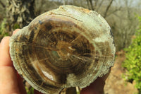 Polished Petrified Wood Branch Pieces  x 3 From Gokwe, Zimbabwe