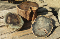 Polished Petrified Wood Branch Pieces  x 3 From Gokwe, Zimbabwe