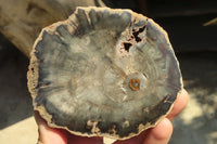 Polished Petrified Wood Branch Pieces  x 3 From Gokwe, Zimbabwe