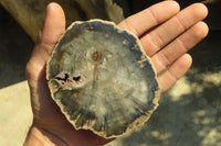 Polished Petrified Wood Branch Pieces  x 3 From Gokwe, Zimbabwe