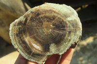 Polished Petrified Wood Branch Pieces  x 3 From Gokwe, Zimbabwe