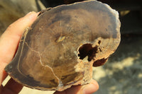 Polished Petrified Wood Branch Pieces  x 3 From Gokwe, Zimbabwe