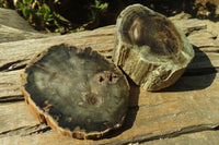 Polished Petrified Wood Branch Pieces  x 3 From Gokwe, Zimbabwe