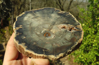 Polished Petrified Wood Branch Pieces  x 3 From Gokwe, Zimbabwe