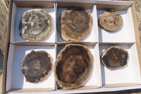 Polished Petrified Wood Slices  x 6 From Gokwe, Zimbabwe