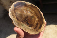 Polished Petrified Wood Slices  x 6 From Gokwe, Zimbabwe