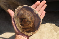 Polished Petrified Wood Slices  x 6 From Gokwe, Zimbabwe