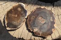 Polished Petrified Wood Slices  x 6 From Gokwe, Zimbabwe