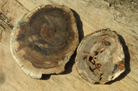 Polished Petrified Wood Slices  x 6 From Gokwe, Zimbabwe