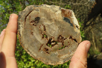 Polished Petrified Wood Slices  x 6 From Gokwe, Zimbabwe