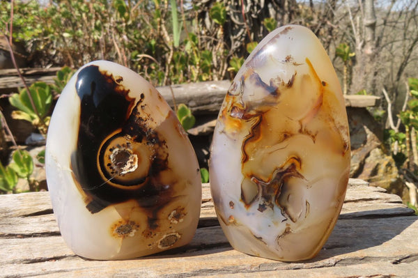 Polished Dendritic Agate Standing Free Forms  x 2 From Madagascar