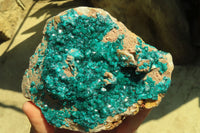 Natural Extra Large Emerald Dioptase Dolomite Specimen  x 1 From Congo