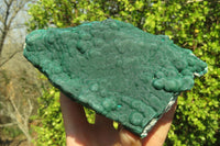 Natural Botryoidal Malachite Specimens  x 2 From Congo