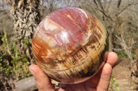 Polished Petrified Wood Sphere  x 1 From Mahajanga, Madagascar